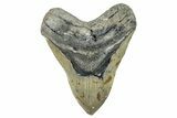 Serrated, Fossil Megalodon Tooth - North Carolina #272399-1
